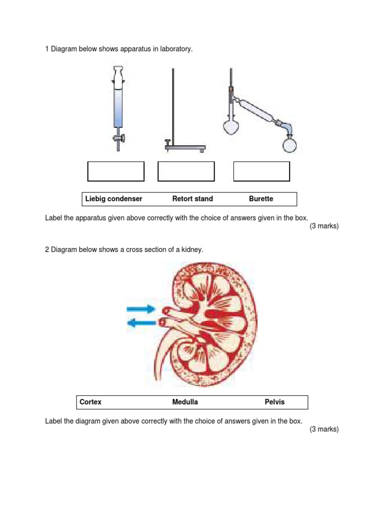 Science Diagram Labeling Guide | PDF | Heart Valve | Heart