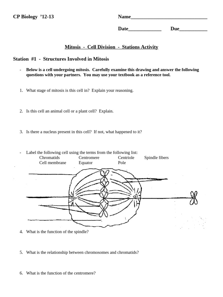 Mitosis Stations Activity Sheet | PDF | Mitosis | Cell Cycle