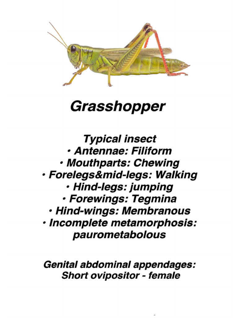 Insect description. | PDF