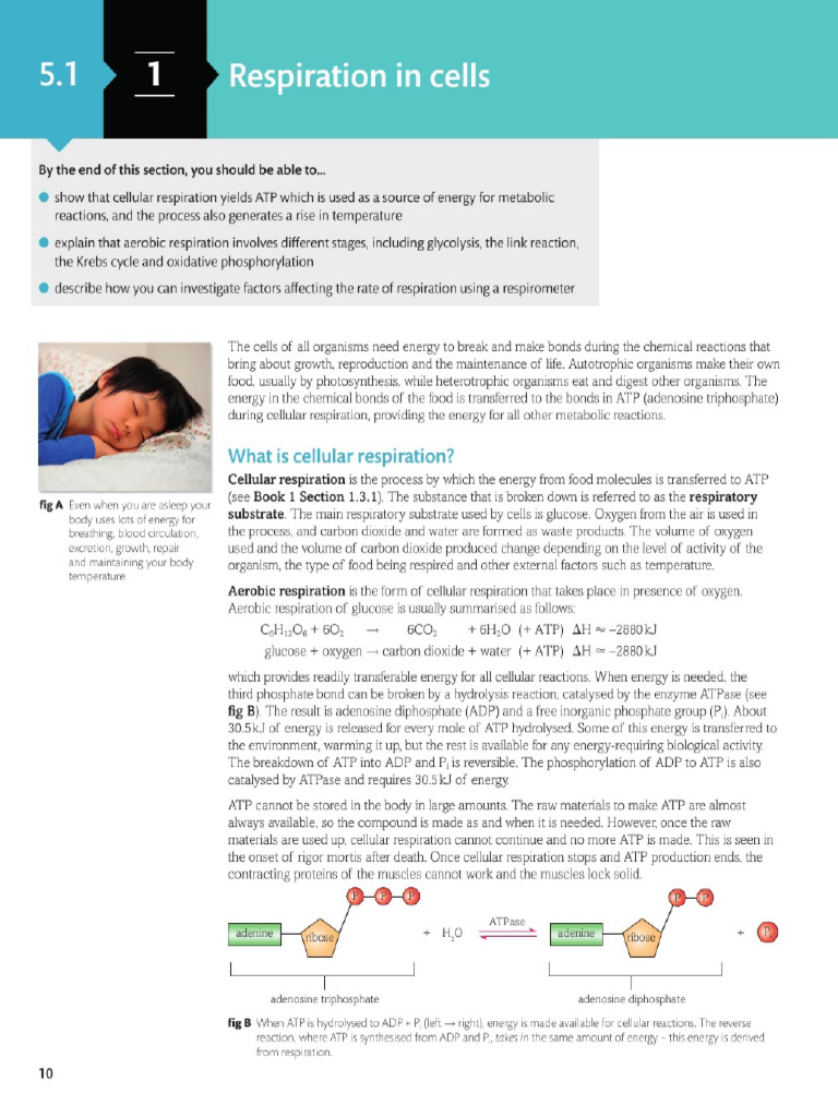 Cellular Respiration | PDF