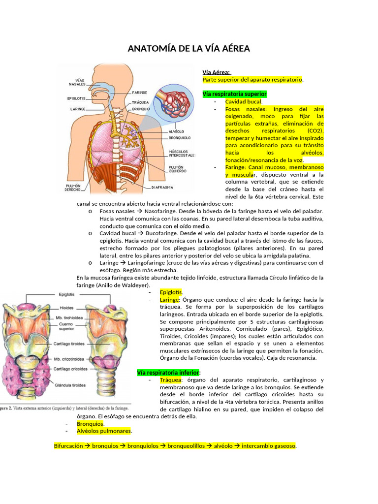 anatom-a-de-la-v-a-a-rea-pdf
