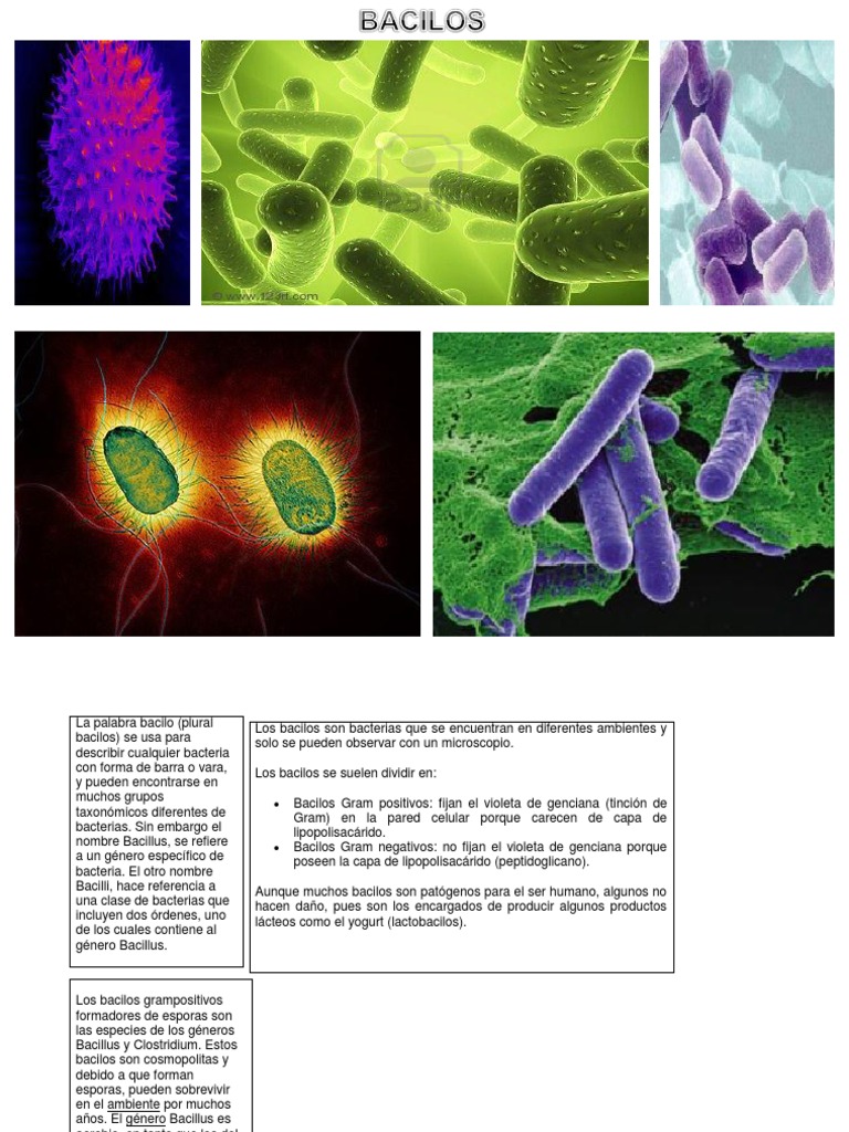 Bacilo | PDF | Las bacterias | Bacterias Gram Positivas