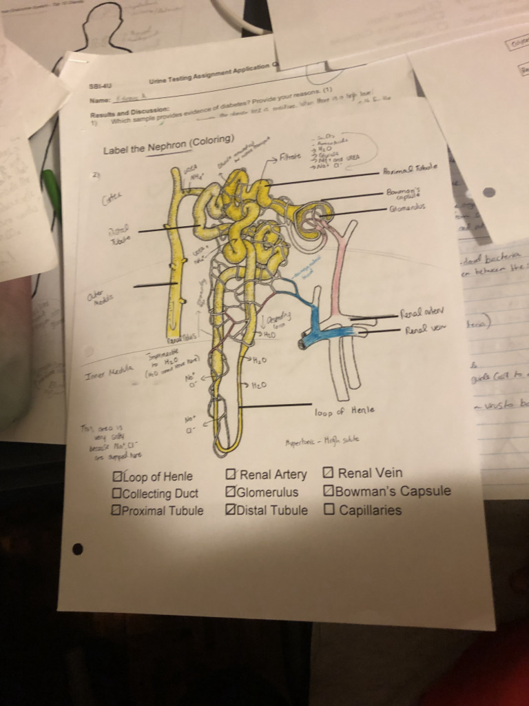 Nephron Labelling | PDF