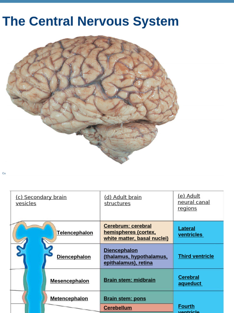 The Central Nervous System 10 | PDF