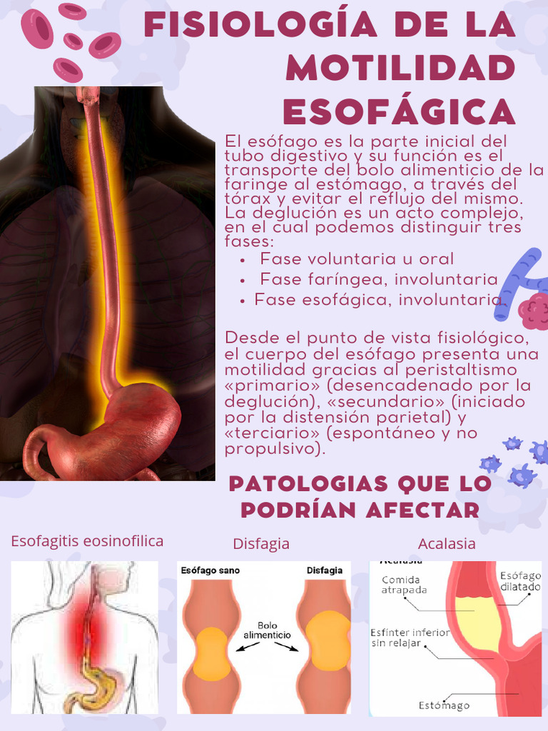 fisiologia de la motilidad esofágica | PDF