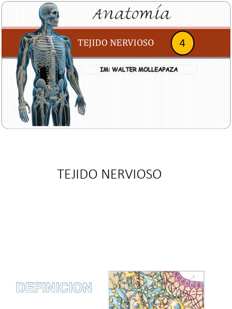 4-tejido-nervioso-pdf