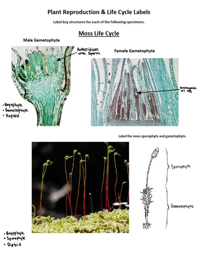Labeling Sheet - Plant Reproduction Labels | PDF