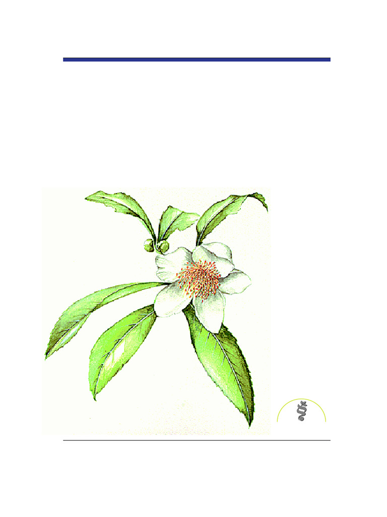 Descriptors For Tea Camellia Sinensis 1997 | PDF