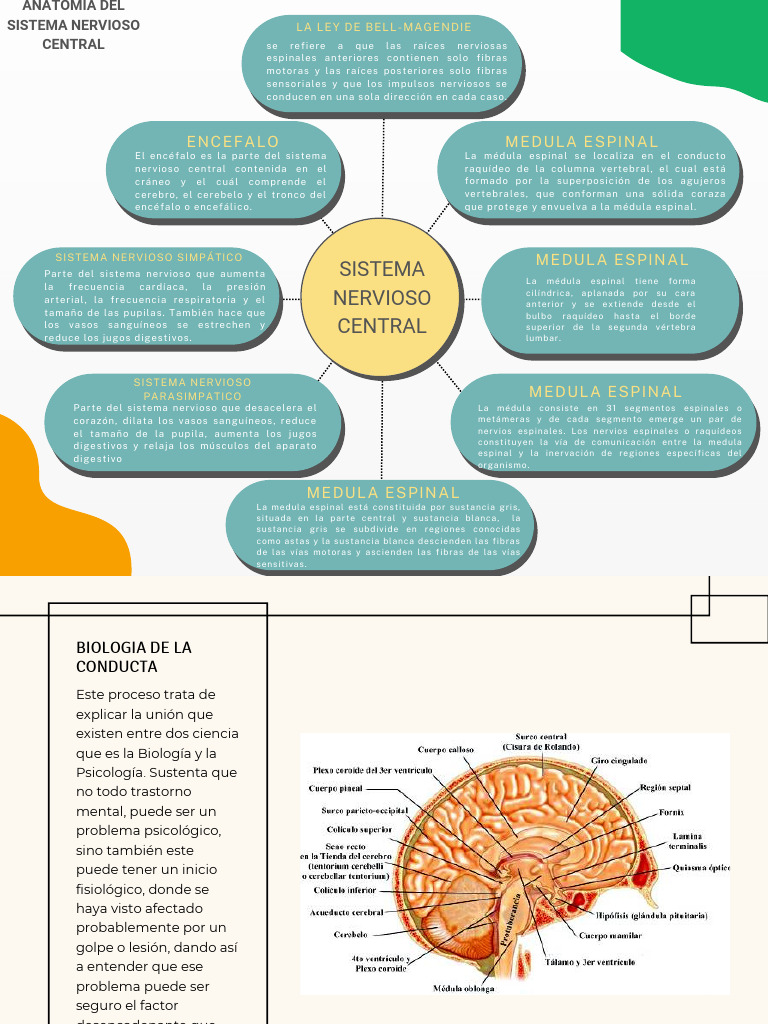 Anatomía del Sistema Nervioso Central | PDF | Médula espinal | Sistema ...