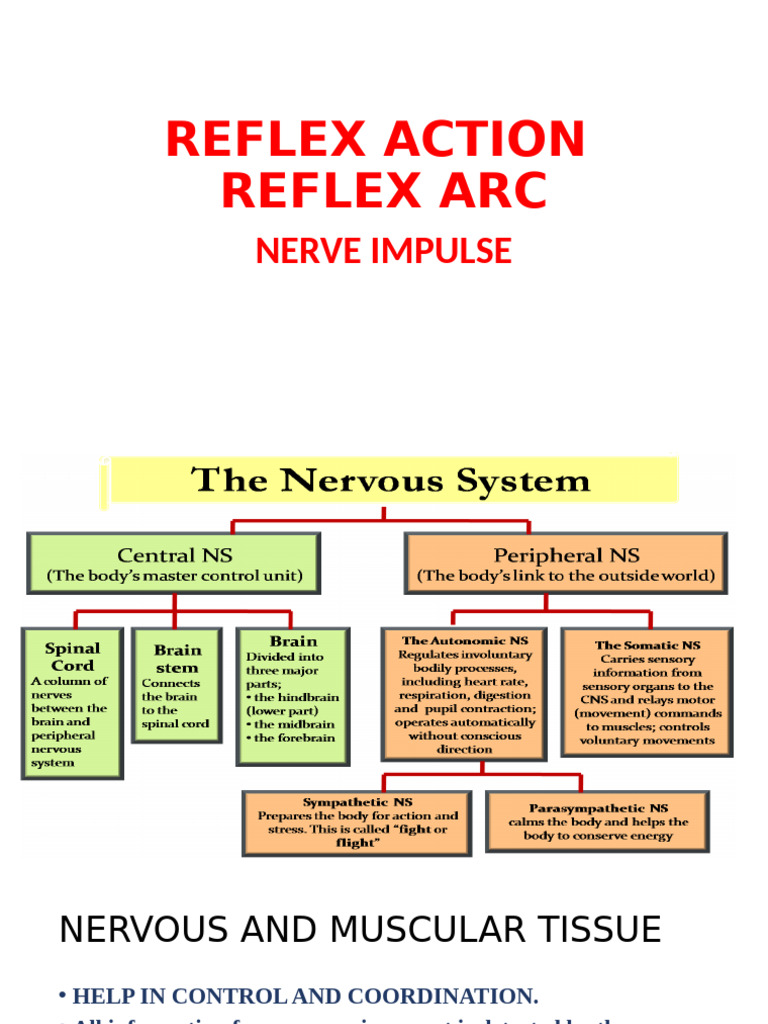 Reflex Action | PDF
