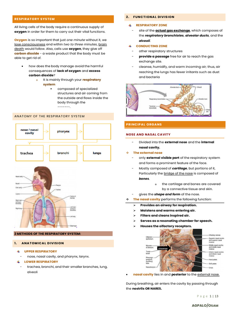 ANATOMY AND PHYSIOLOGY RESPIRATORY SYSTEM NOTES visual data 5