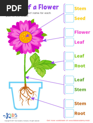 Grade 1 Parts Flower Printable