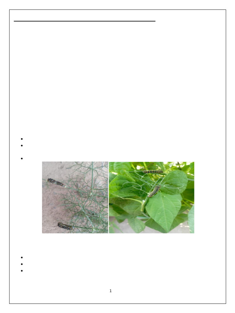 Butterfly Project | PDF