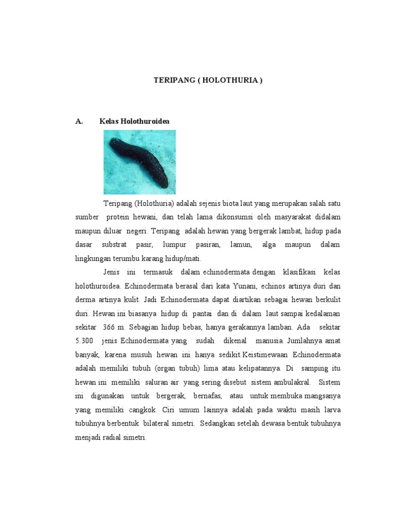 TERIPANG
