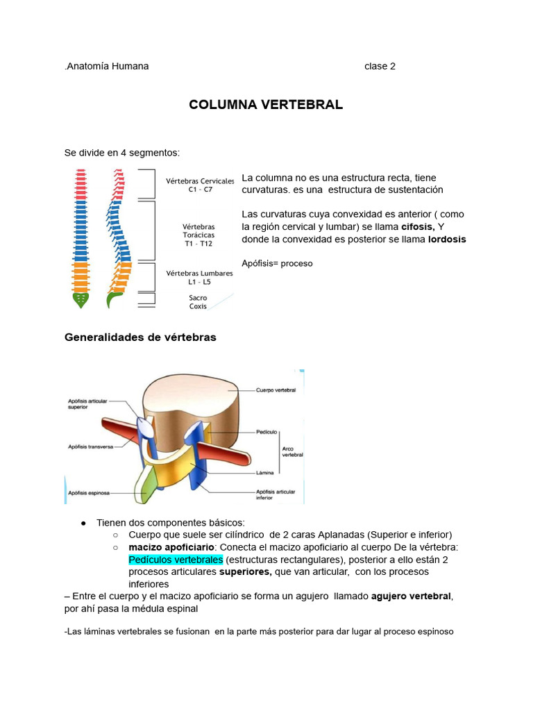 Anatomía de la Columna Vertebral | PDF | La columna vertebral | Vértebra