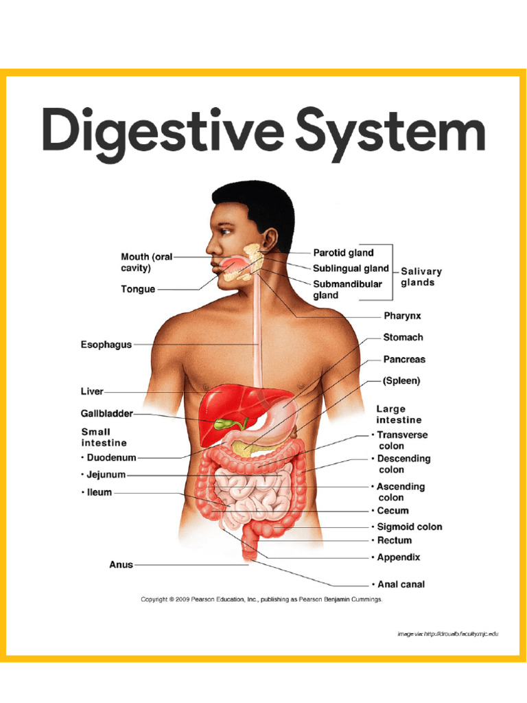 System | PDF