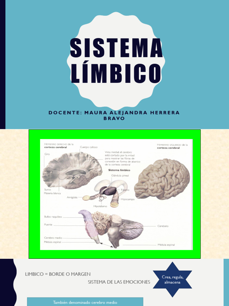 Sistema Límbico y Conducta Review PDF | PDF | Las emociones | Cerebro