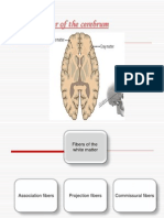 White Matter, Corpus Callosum