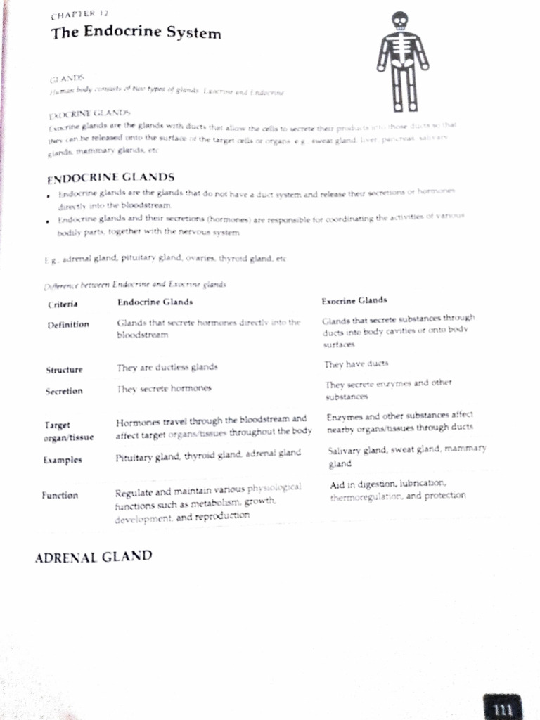 Endocrine System Overview | PDF | Adrenal Gland | Endocrine System