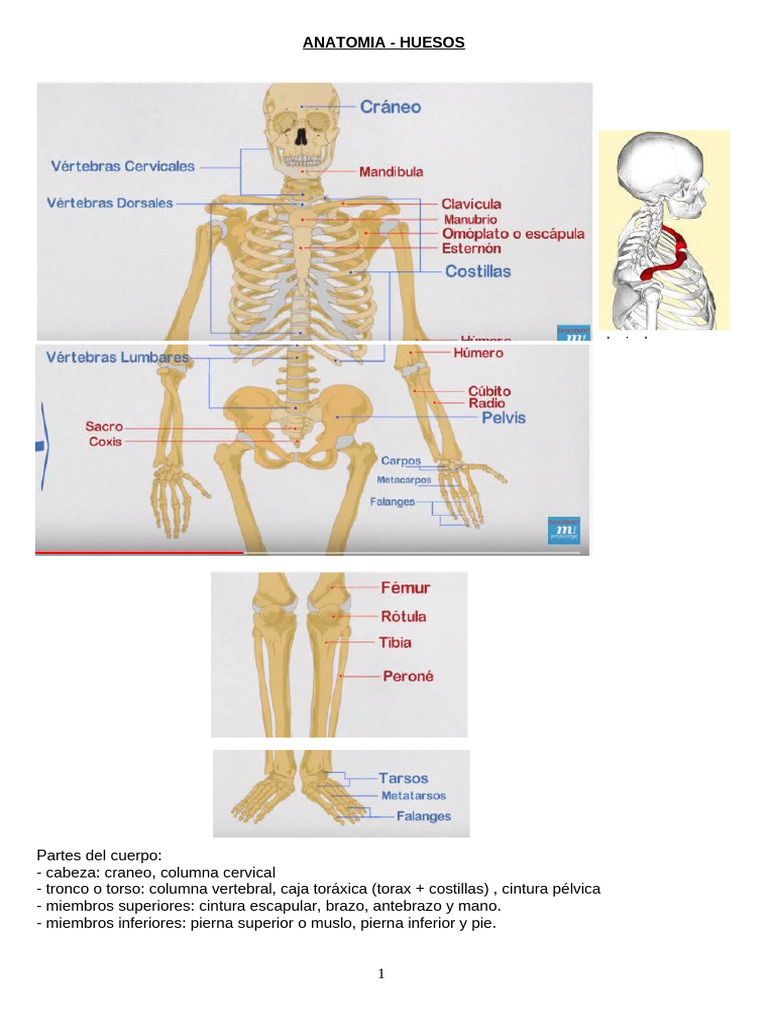 ANATOMIA | PDF | Articulación | Ciencias sociales