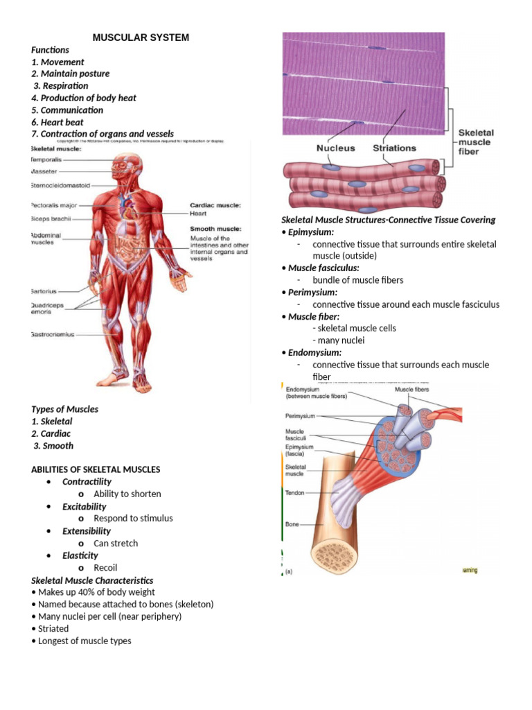 MUSCULAR-SYSTEM-reviewer | PDF