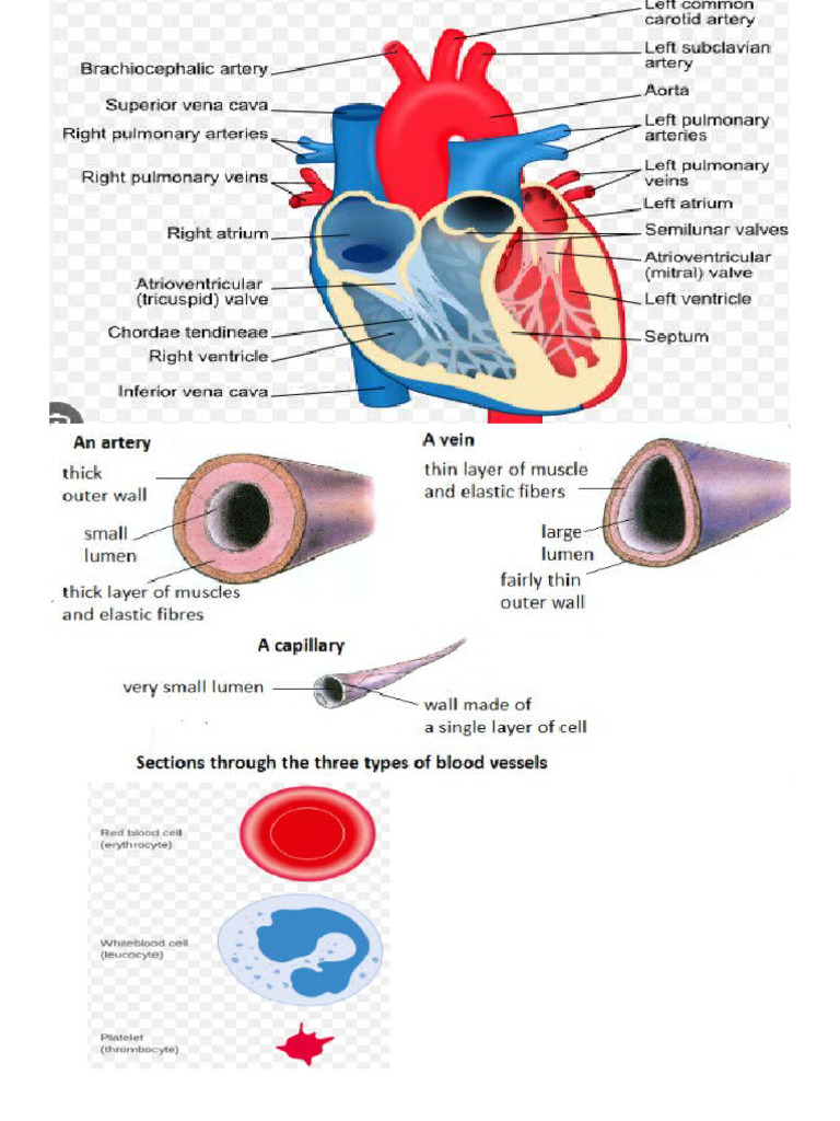 Cardiovascular System | PDF
