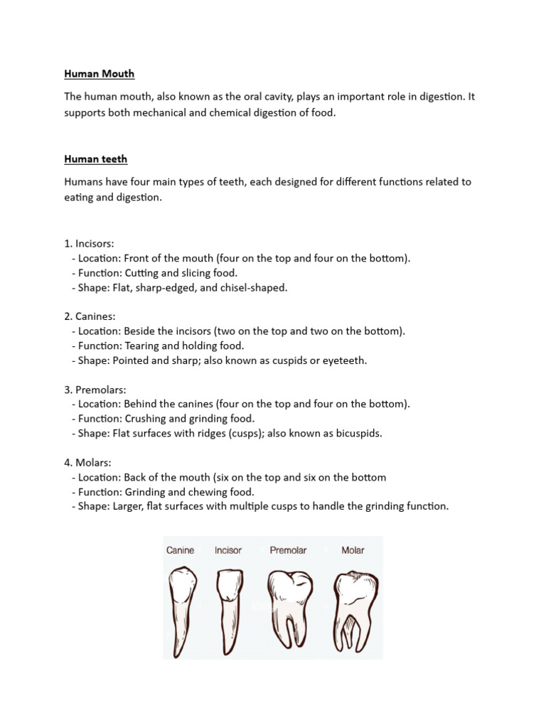 Human Mouth | PDF