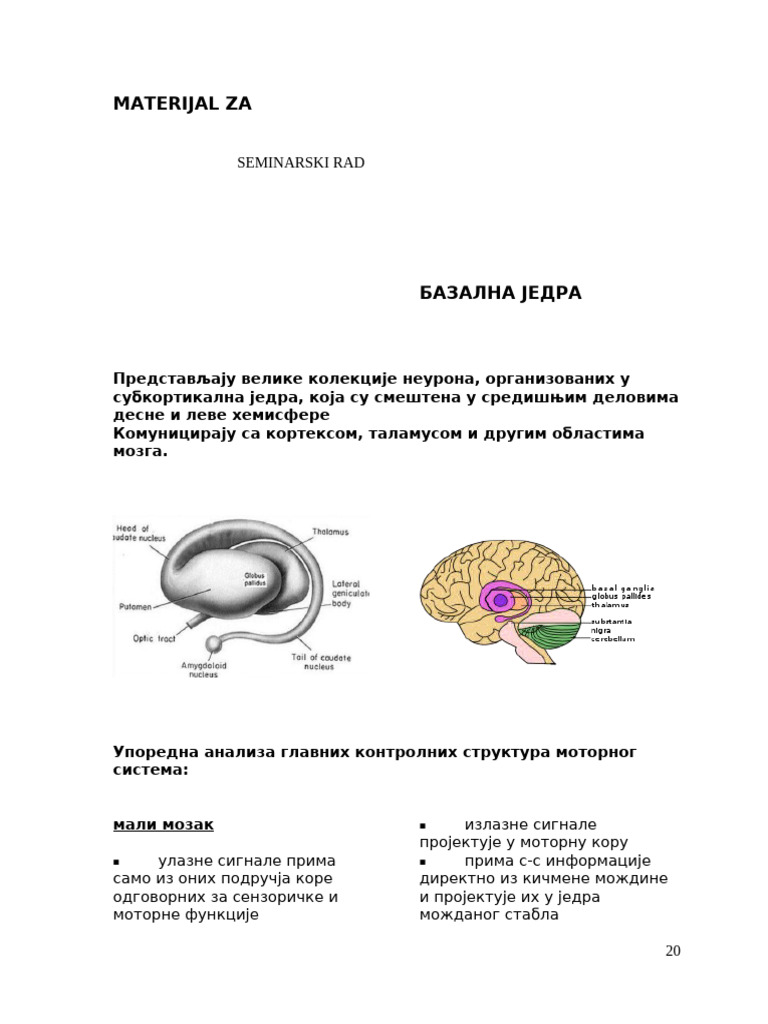 11 Bazalna Jedra | PDF