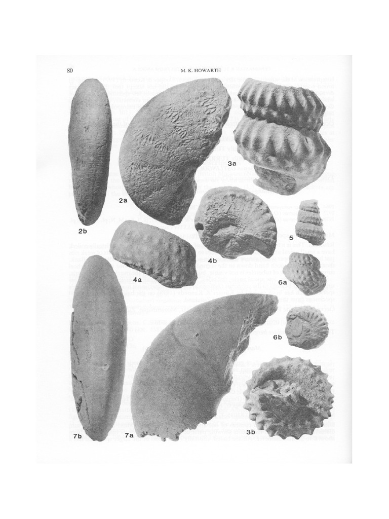 Howarth-MK, 1985, Cenomanian and Turonian Ammonoids From Angola | PDF
