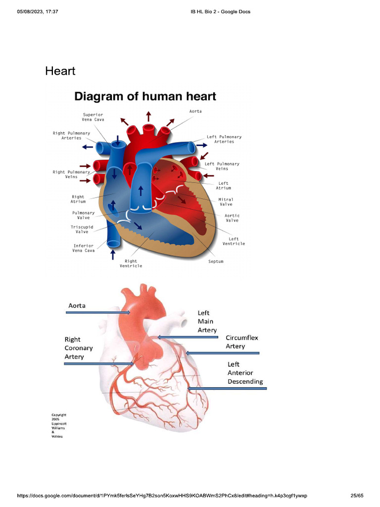 Heart | PDF