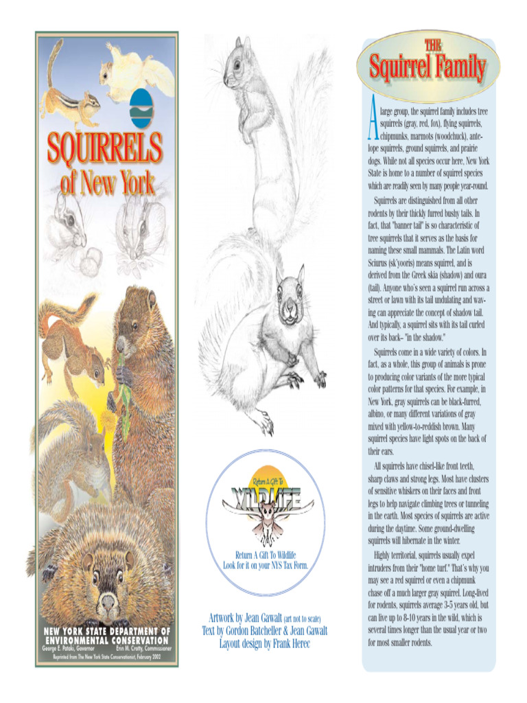Squirrels | PDF
