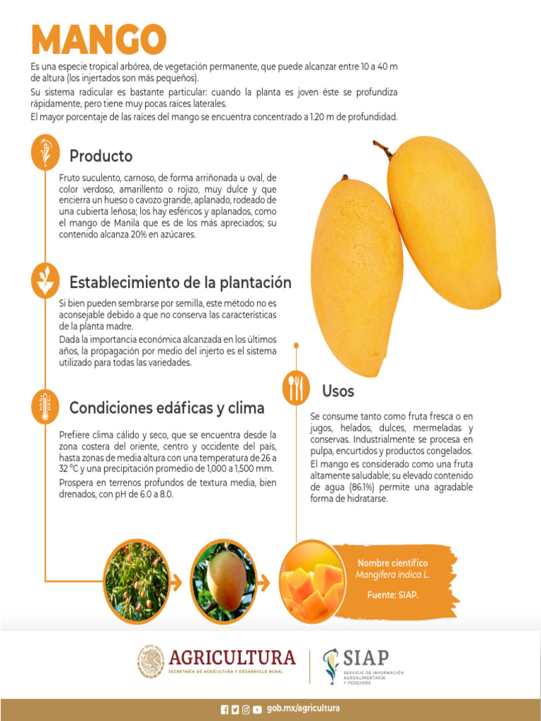 Mango | PDF