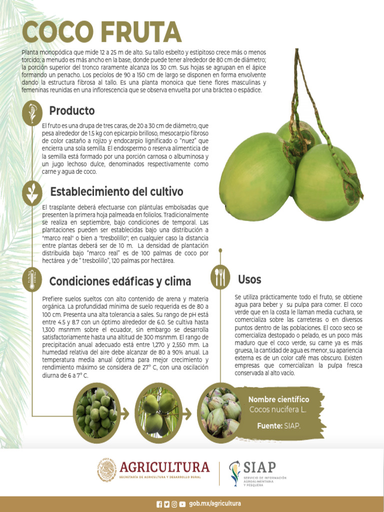 Coco Fruta Web | PDF