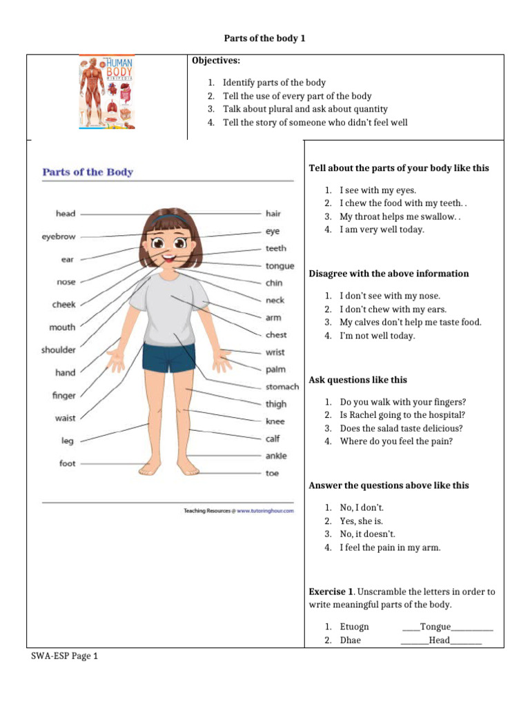 Parts of The Body 1 | PDF