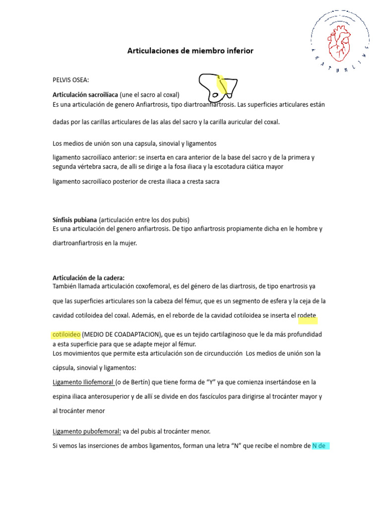 Articulaciones De Miembro Inferior Pdf