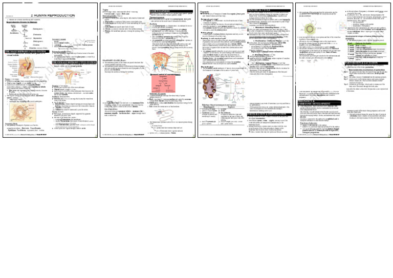 Human Reproduction: Gametogenesis Menstrual Cycle | PDF