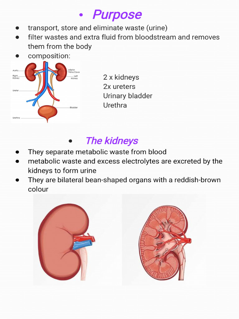 Urinary System - 220321 - 145804 | PDF