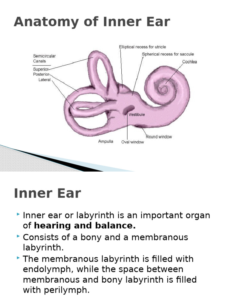 Anatomy of Inner Ear and Physiology of Hearing and Balance | PDF