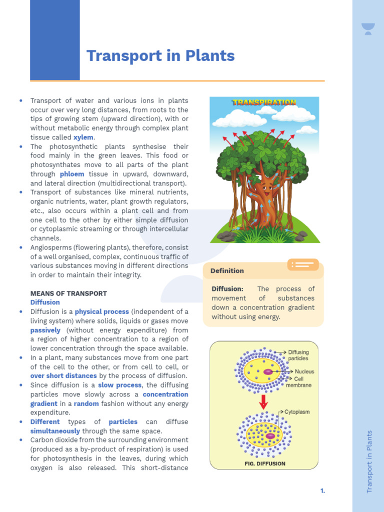Transport in Plants | PDF