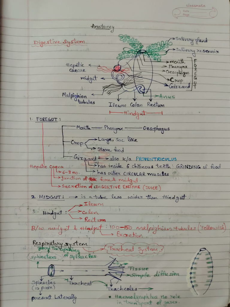 Anatomy of Cockroach | PDF | Human Anatomy | Morphology (Biology)