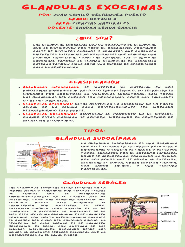 Glandulas Exocrinas | PDF