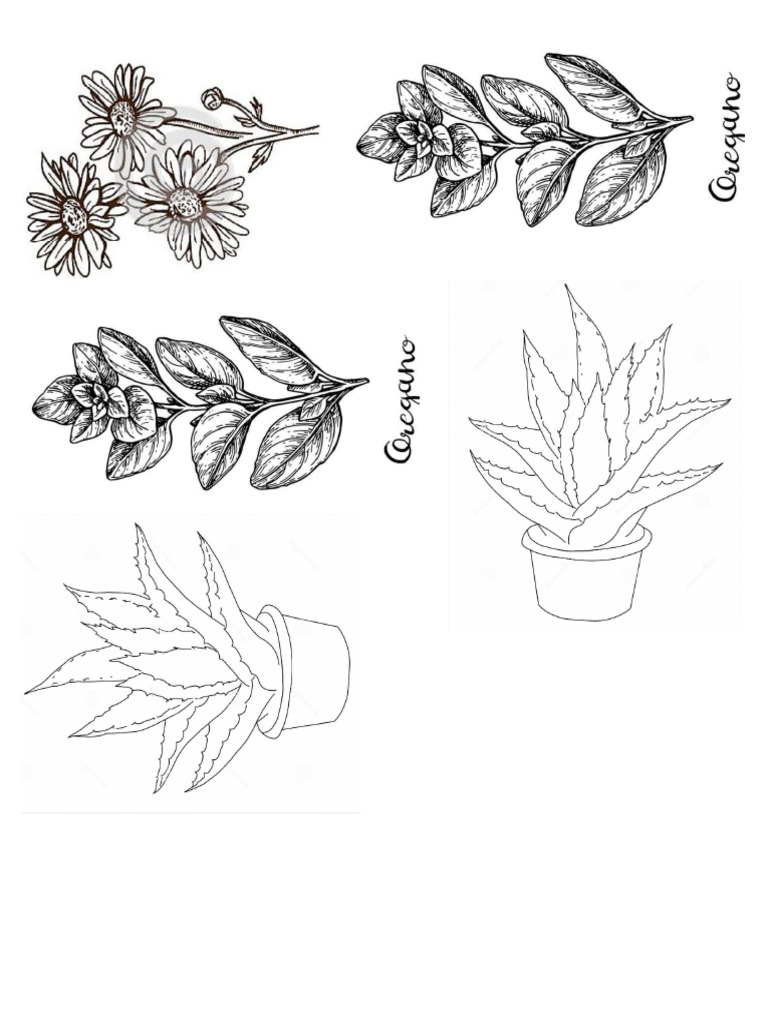Plantas pdf