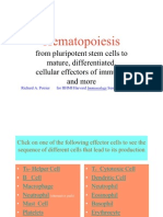 Hematopoiesis