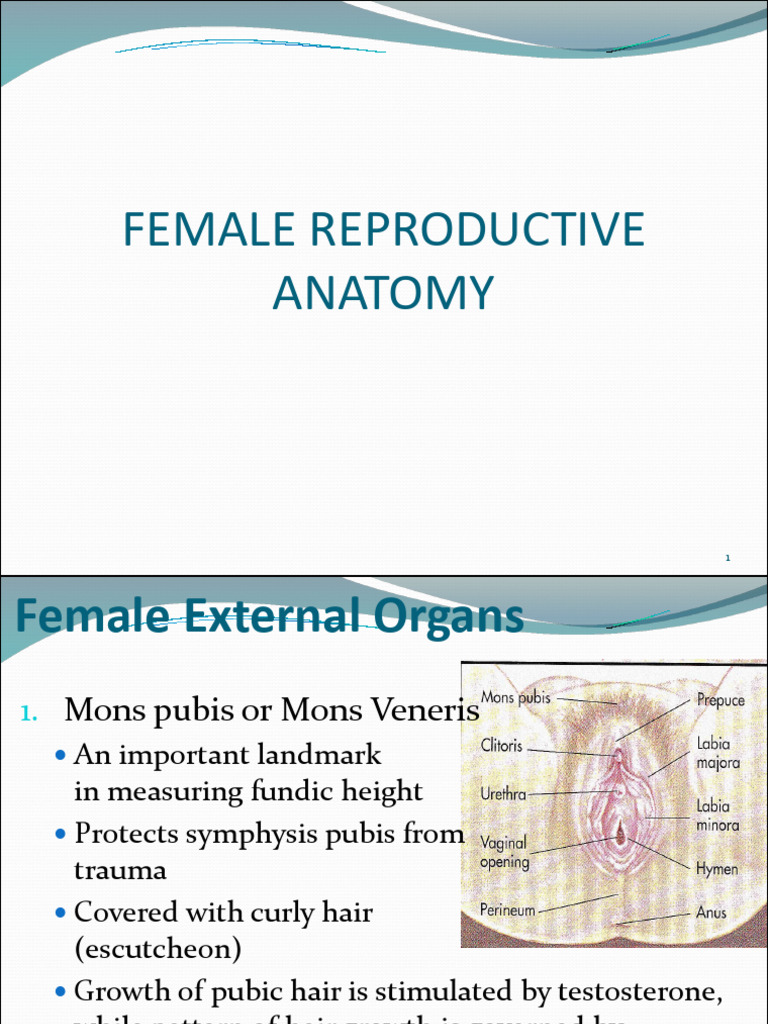 1 Review of Repro System Menstrual Cycle | PDF