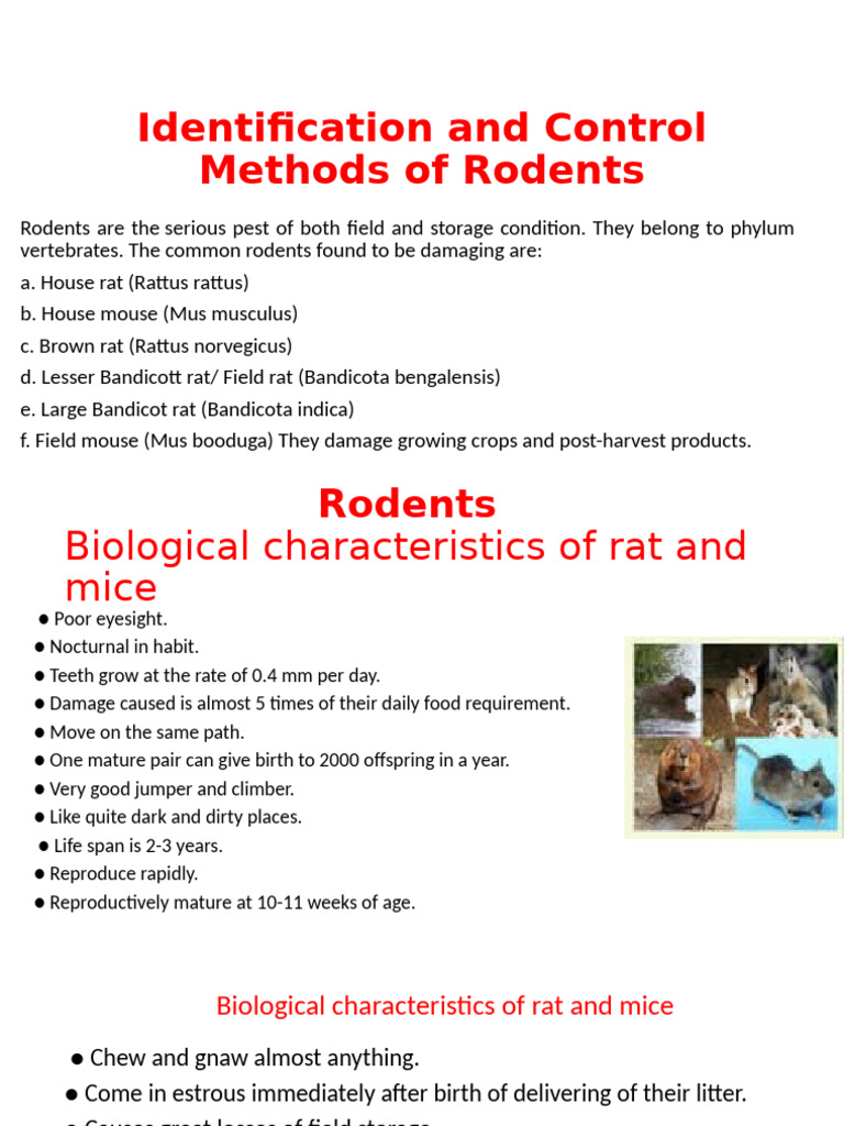 Rodents | PDF