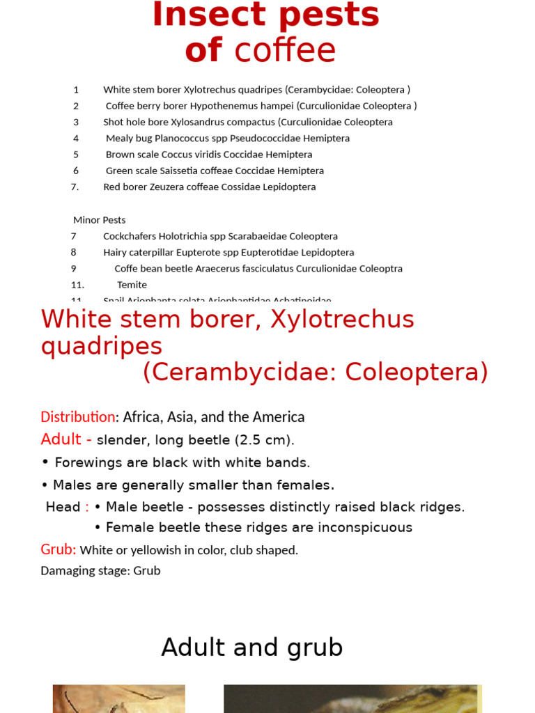 Coffee Cultivation | PDF