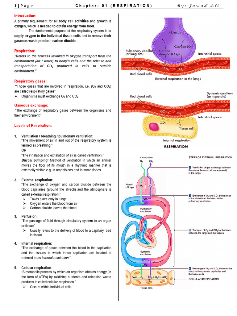 Chapter (Respiration) Notes by Jawad Ali | PDF
