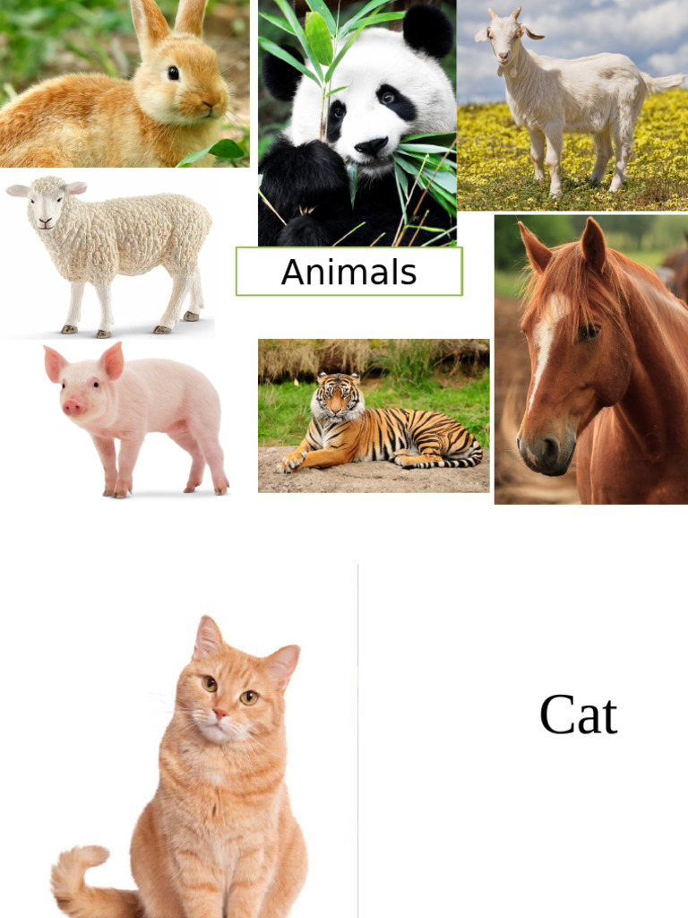 Animals | PDF