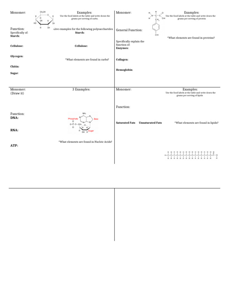 Biomolecules Foldable | PDF