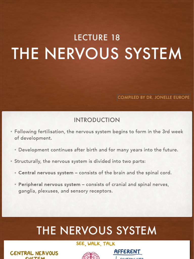 Lecture 18 - The Nervous System | PDF